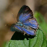 IMG 4266-Butterfly Mexico Hairstreak crop160x160
