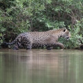00-Jaguar-Brazil Pantanal-Ecotours Kondor-S05A9428-SMALL.JPG