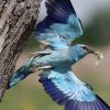 Bird_Photo_tour_Eurasian_Roller_Ecotours_Kondor_EcoLodge_Hungary_IMG_1594.jpg