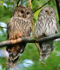 Bird_Photo_tour_Ural_Owl__Ecotours_Kondor_EcoLodge_Hungary_IMG_0279c_Ural_Owl.jpg