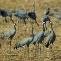 Common crane-Ecotours-Kondor EcoLodge-Hungary.jpg