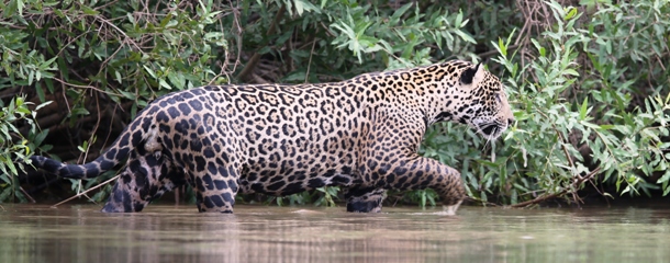 0 NEWSLETTER Jaguar Brazil Pantanal Ecotours Kondor S05A9428
