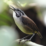 S05A7425-White-breasted Wood-Wren-crop160x160