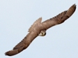 Saker Falcon-Ecotours-KondorEcoLodge-csonkapeter 4972-pici