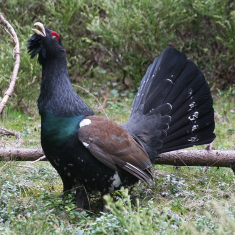 capercaille-Ecotours-KondorEcoLodge-Hungary vagott