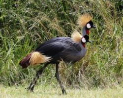 Birds-Uganda