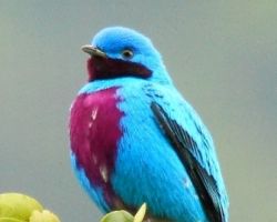Birds-Honduras