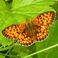 Belarus Butterfly Ecotours Kondor Ecolodge DSCN3254