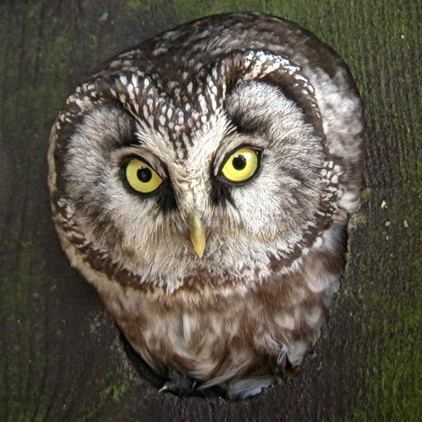 pigmy Owl-Ecotours-KondorEcoLodge-Hungary-100b vagott